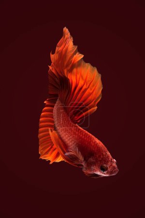 Téléchargez les photos : Gros plan mouvement d'art de poissons Betta, Siamois combattant fond de poisson. - en image libre de droit