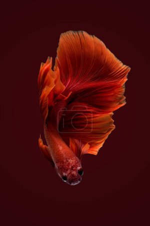 Foto de Close up art movement of Betta fish,Siamese fighting fish background - Imagen libre de derechos