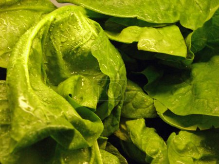 Photo for Lettuce background, close-up view - Royalty Free Image