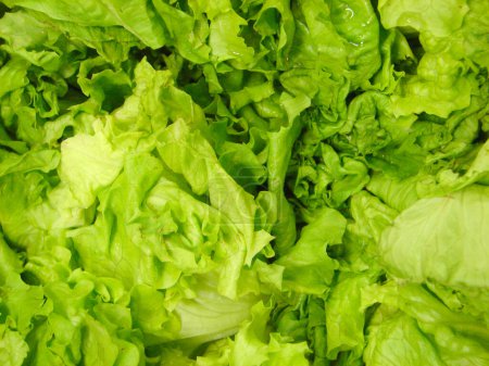 Photo for Salad leaves close up - Royalty Free Image