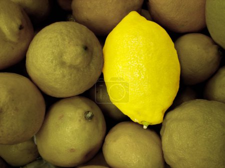 Téléchargez les photos : Vue rapprochée de citrons juteux biologiques mûrs frais - en image libre de droit