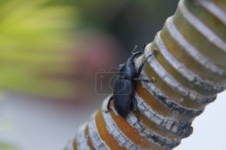 Photo for Coconut borer beetle, close up - Royalty Free Image