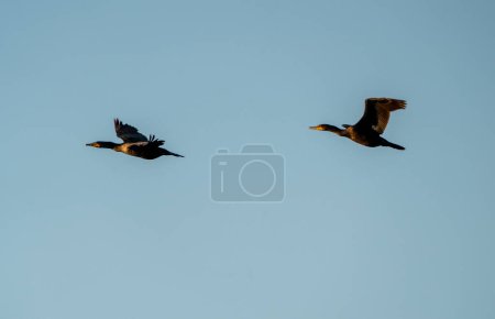 Téléchargez les photos : Cormorans en vol sur fond de nature - en image libre de droit