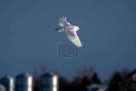 Photo for Snowy Owl in Canada on nature background - Royalty Free Image