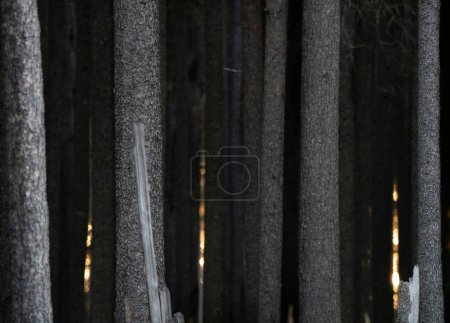 Téléchargez les photos : Belle vue panoramique sur les pins tordus au Canada - en image libre de droit