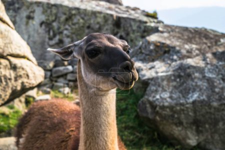 Téléchargez les photos : Lama dans les ruines ville perdue Machu-Picchu. - en image libre de droit