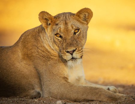 Photo for Beautiful pictures of Kalahari wildlife - Royalty Free Image