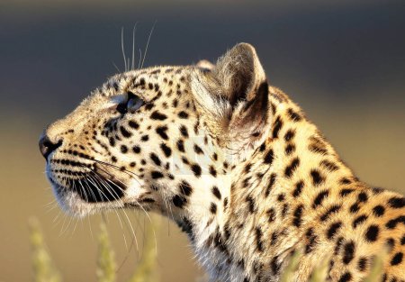 Téléchargez les photos : Belles photos de la faune du Kalahari - en image libre de droit