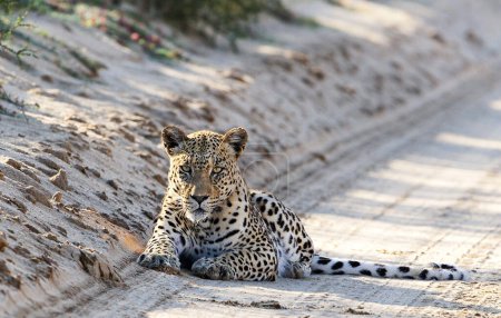 Foto de Hermosas fotos de la fauna Kalahari - Imagen libre de derechos