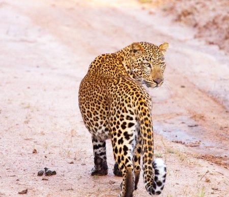 Téléchargez les photos : Belles photos de la faune du Kalahari - en image libre de droit