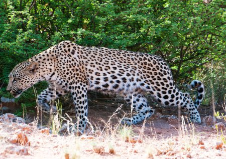 Foto de Hermosas fotos de la fauna Kalahari - Imagen libre de derechos