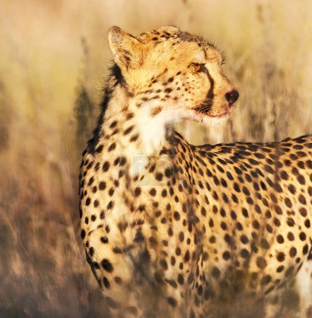 Photo for Beautiful pictures of Kalahari wildlife - Royalty Free Image