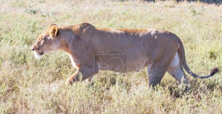 Téléchargez les photos : Kalahari faune Pictures view - en image libre de droit