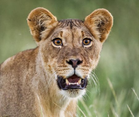 Photo for Kalahari wildlife  Pictures view - Royalty Free Image