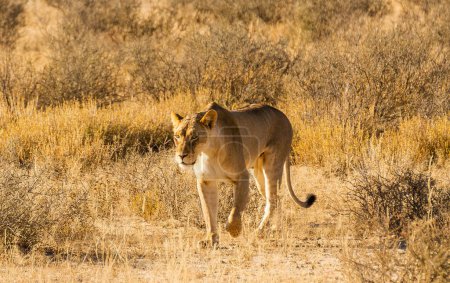 Foto de Vida silvestre Kalahari Fotos vista - Imagen libre de derechos