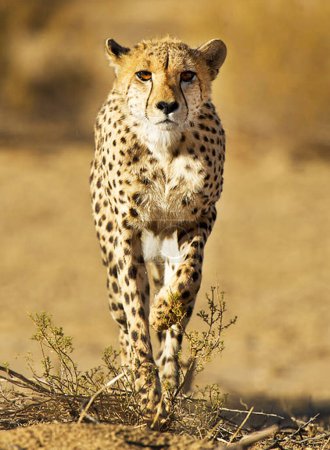 Téléchargez les photos : Kalahari faune Pictures view - en image libre de droit