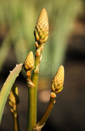 Photo for Beautiful flower range of aloe vera plant - Royalty Free Image