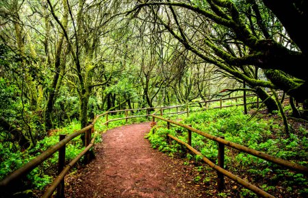 Téléchargez les photos : Natural path in Garanojay Natural Park, La Gomera island, Spain - en image libre de droit