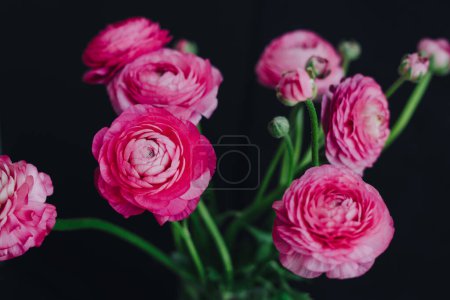Téléchargez les photos : "Beautiful bouquet of pink spring flowers. Ranunculi on a black background." - en image libre de droit