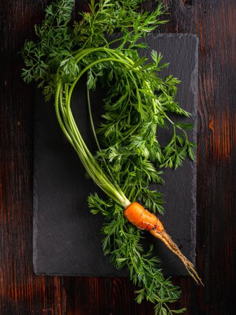 Photo for "fresh raw ugly food carrots with curled leaves" - Royalty Free Image