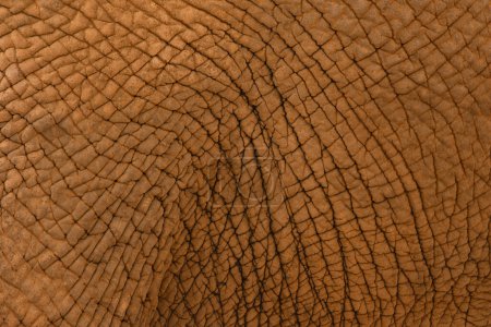 Foto de "Fondo de textura de piel de elefante
" - Imagen libre de derechos