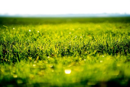 Téléchargez les photos : Vert herbe texture vue - en image libre de droit