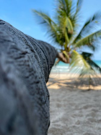 Foto de Palmera de coco inclinada con cielo azul en la playa tropical - Imagen libre de derechos