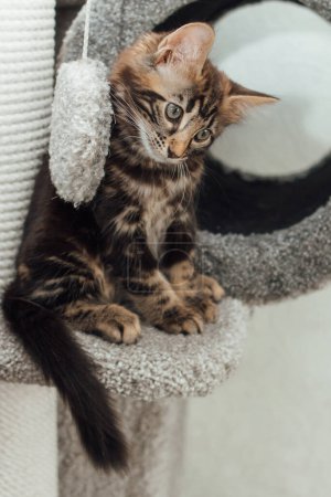 Téléchargez les photos : "Jeune chat bengale en marbre assis sur l'étagère d'un chat mou de la maison d'un chat." - en image libre de droit