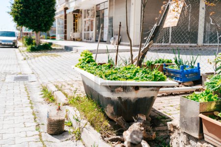 Photo for "Old recycled bathtub turned into flowerbed. Re-use zero waist concept. Vintage second hand bath tub used as a garden-bed to grow vegetation on the city street" - Royalty Free Image
