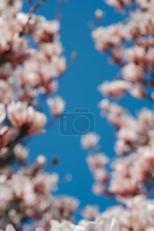 Foto de "Hermoso árbol de magnolia rosa floreciente contra el cielo desenfocado" - Imagen libre de derechos