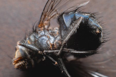 Foto de "Extremadamente cerca de una mosca muerta cubierta de partículas de polvo. Profundidad superficial del campo insectos muertos" - Imagen libre de derechos