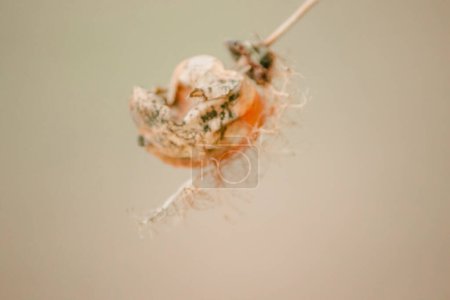 Foto de "Passiflora foetida, vid seca, todavía tiene pelo en la fruta." - Imagen libre de derechos