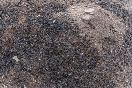 Foto de "La ceniza y el carbón de la leña quemada se vierten en el jardín. Fertilizante para el jardín" - Imagen libre de derechos