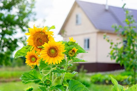 Photo for Beautiful sunflower grows in the countryside near the house - Royalty Free Image