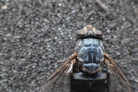 Photo for "Extremely close-up of a dead fly covered with dust particles. Shallow depth of field dead insects" - Royalty Free Image