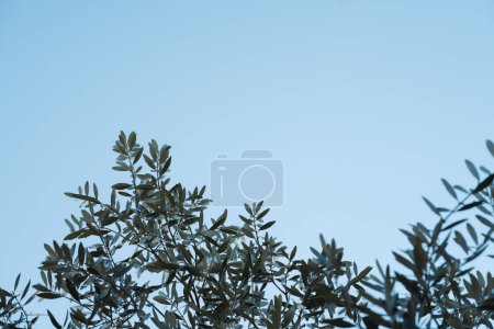 Foto de "Ramas de olivo contra el cielo azul" - Imagen libre de derechos