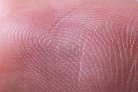 Téléchargez les photos : Close-up surface Fingerprint - extreme macro photography. Biometrics and fingerprinting - en image libre de droit