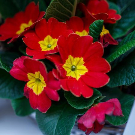 Photo for Multi-colored primrose in pots for sale at a farmer's market. Yellow, red primrose in a flower bed as a garden decoration. - Royalty Free Image