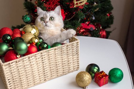 Foto de Un lindo gato blanco yace en una canasta de mimbre cerca de un árbol de Navidad, en bolas de Navidad multicolores - Imagen libre de derechos