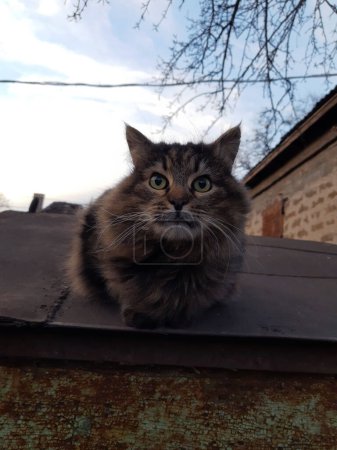 Photo for "Yard cat on the roof of a car garage" - Royalty Free Image
