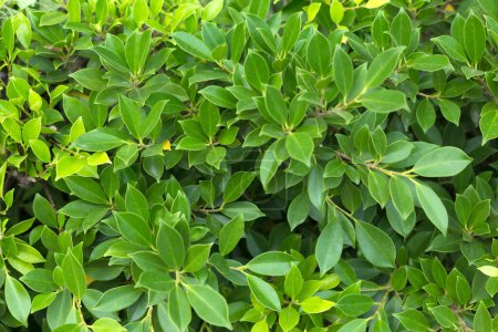 Photo for Close view of bush with green leaves - Royalty Free Image