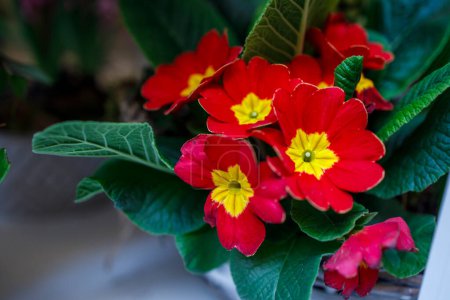 Téléchargez les photos : "Onagre multicolore en pots à vendre sur un marché fermier. Onagre jaune, rouge dans un lit de fleurs comme décoration de jardin." - en image libre de droit