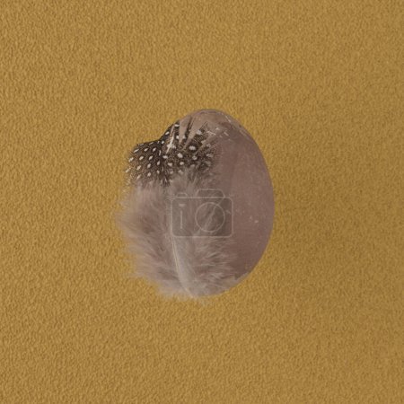 Foto de Huevo gris con vista de fondo de plumas - Imagen libre de derechos