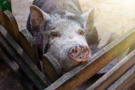 Téléchargez les photos : "un curieux cochon noir debout dans un enclos en bois sur une ferme." - en image libre de droit