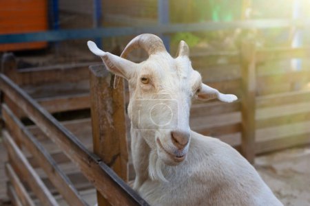 Téléchargez les photos : "Portrait d'une chèvre blanche debout dans un corral de bois sur une ferme" - en image libre de droit