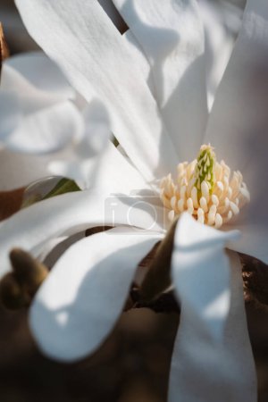 Photo for "Magnolia stellata star white flower closeup" - Royalty Free Image
