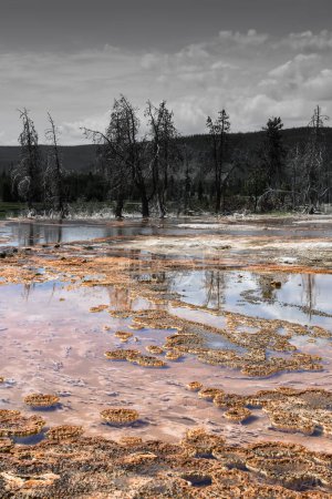 Foto de Parque Nacional Yelllowstone Piscina bacteriana - Imagen libre de derechos