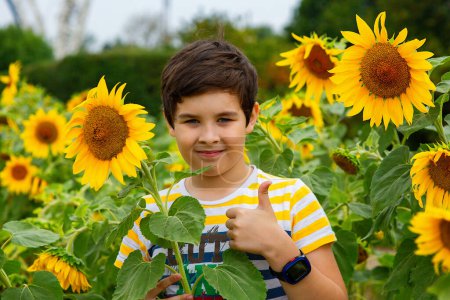 Téléchargez les photos : "Garçon souriant se tient dans des fleurs de tournesol montrant un pouce vers le haut" - en image libre de droit