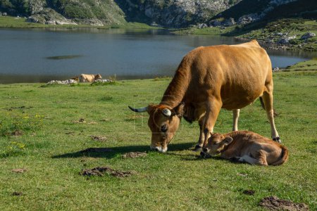 Téléchargez les photos : Vache avec pâturage de veau dans les lacs de Covadonga Espagne - en image libre de droit