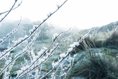 Photo for Frosty bush background view - Royalty Free Image